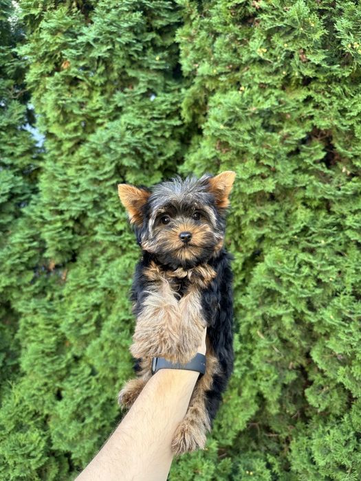 Крихітний красунчик-йорк