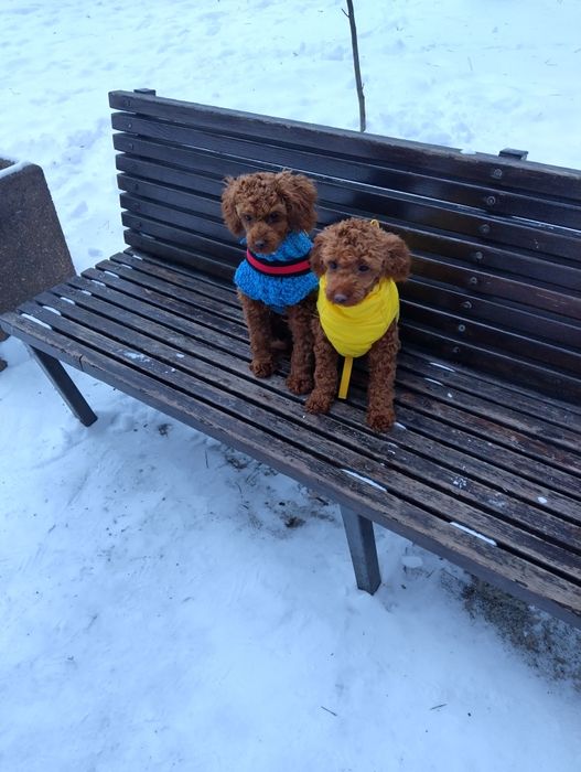 Чудові цуценята той пуделя хлопчикі дуже гарні та розумні приучен до л