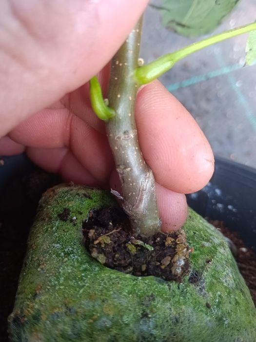 nogueira microenxertada