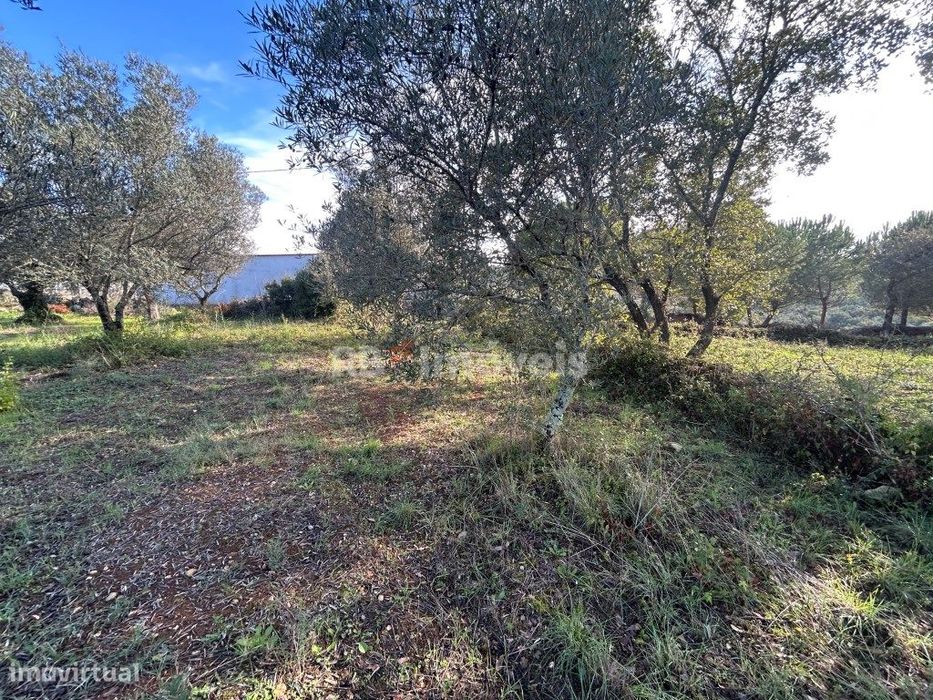 Terreno rústico - Carvalhal da Póvoa, Tomar