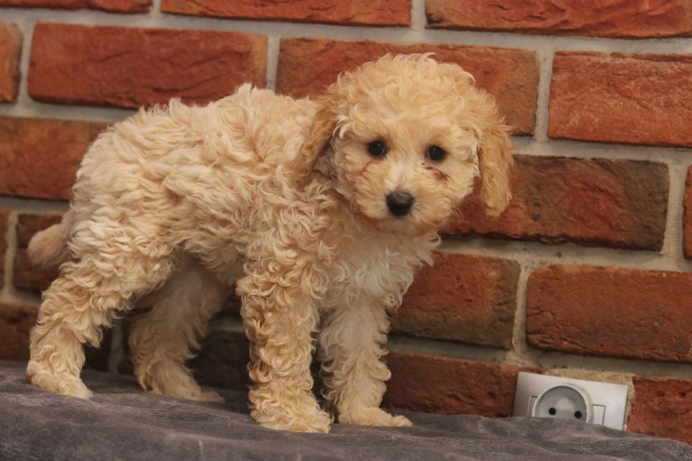 Przepiękna suczka pudel toy/miniatura. Badania genetyczne