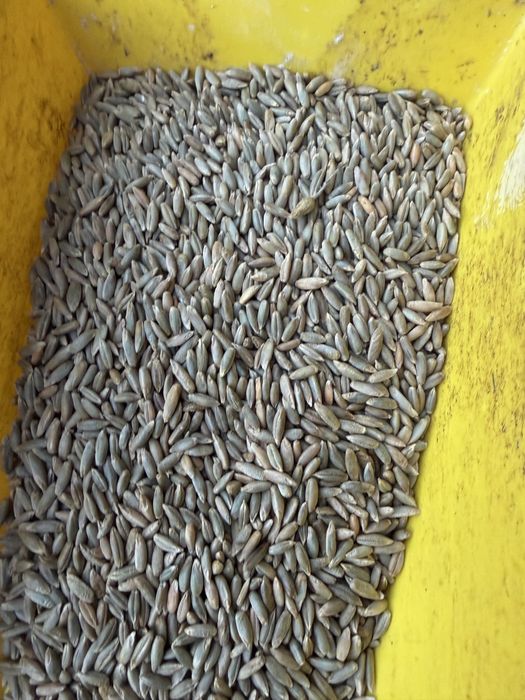 Sprzedam żyto ekologiczne