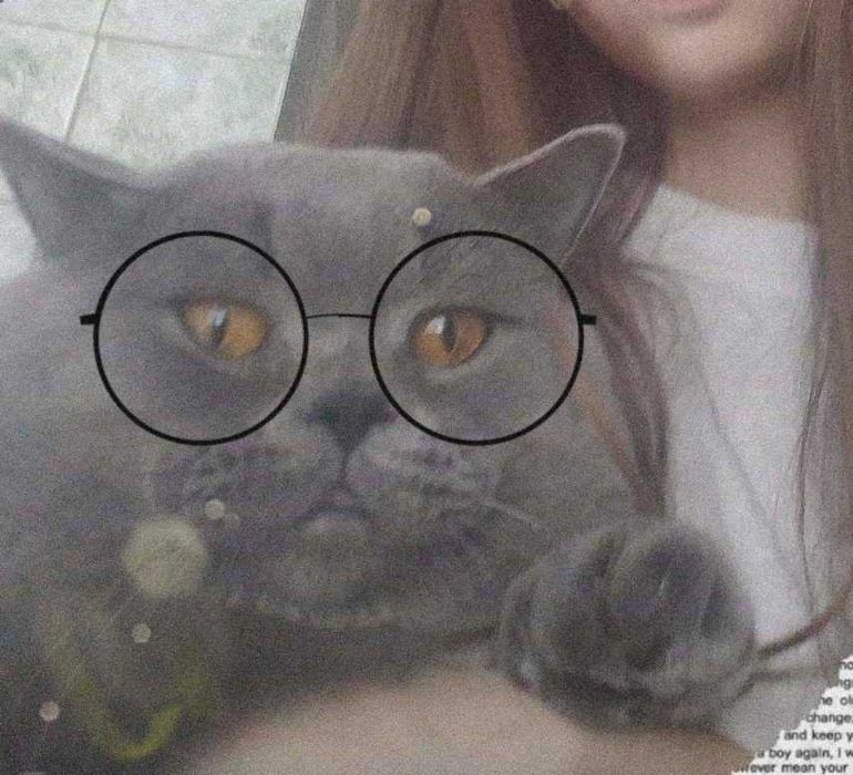 Ждём  на свидание шотландскую вислоухую кошку