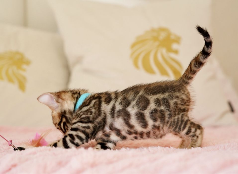 Бенгальські кошенята