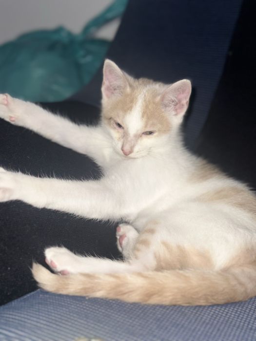 Gatinho macho para Doação