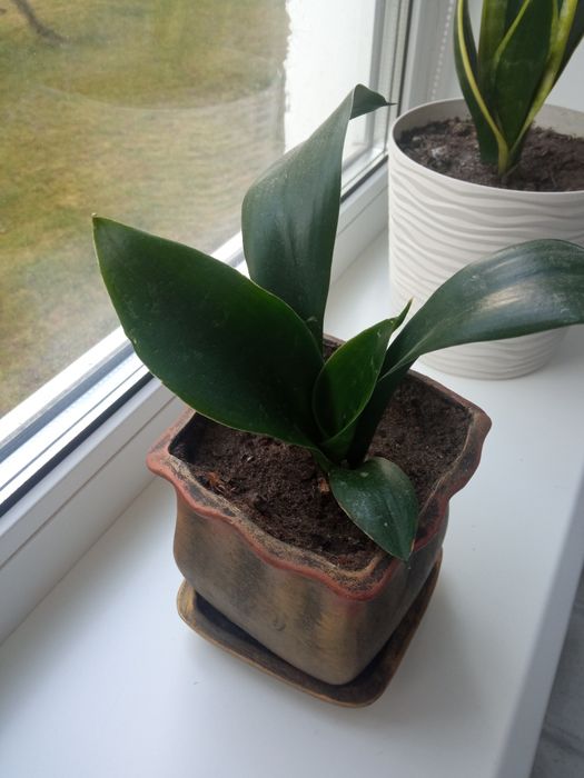 Сансев'єрія вазон