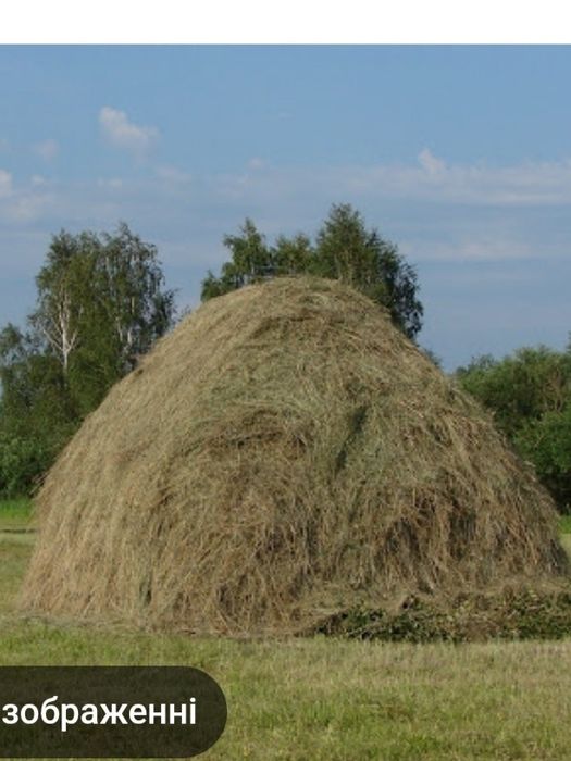 Продам сіно лугове з люцерною
