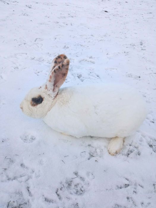 Sprzedam samca rex trójbarwny
