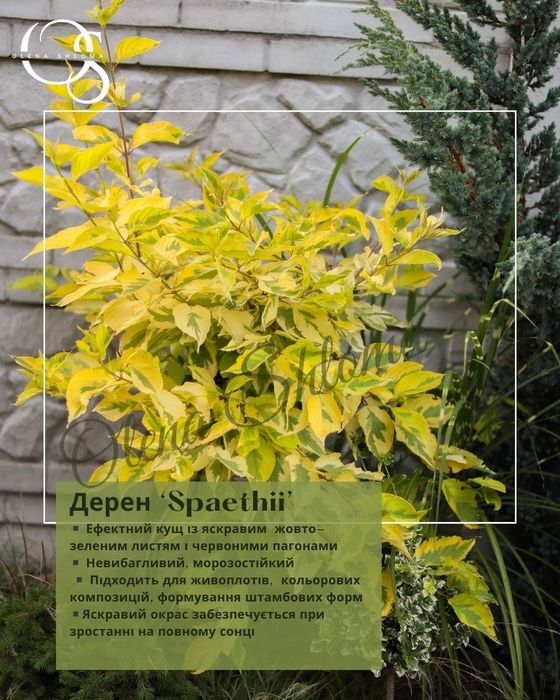 Багаторічні невибагливі рослини (дерен, вейгела, ялівець, барвінок)
