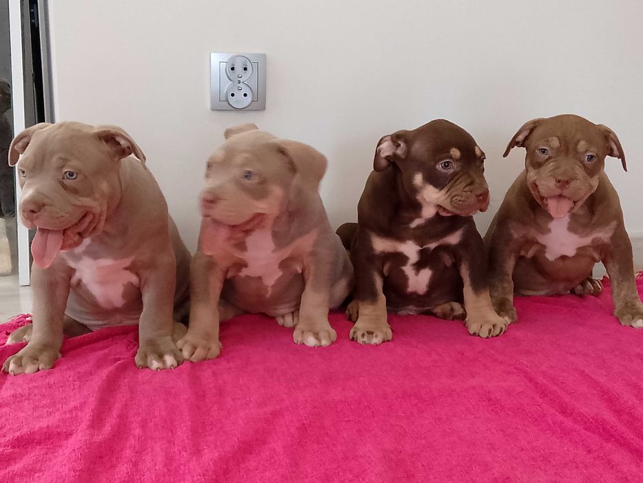 American bully xl suczka czekoldowa tricolor abkc