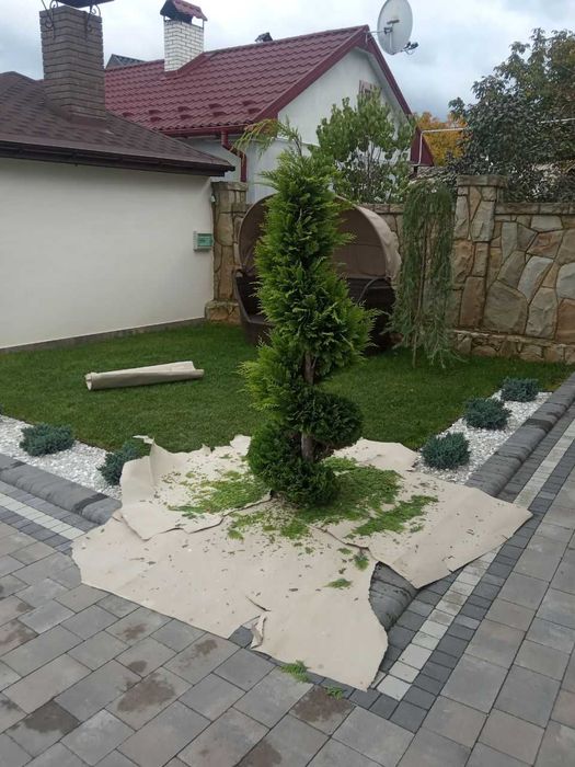 Стрижка рослин і туй