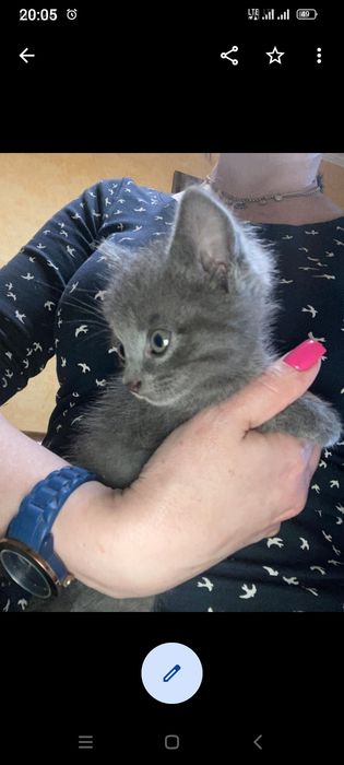 Кошеня 2 місяці безкоштовно