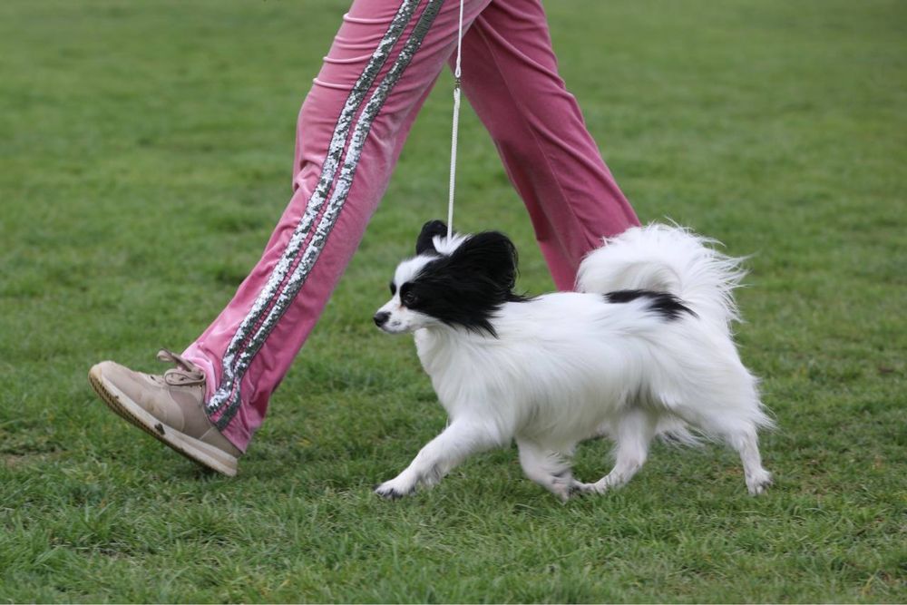 Папильон вязка ( континентальный той спаниель)
