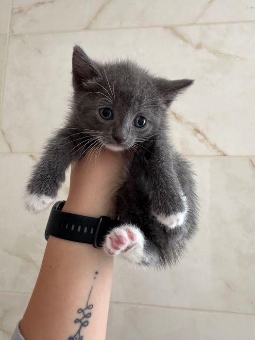 Кошенята в добрі руки