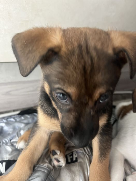 Щенок, 2 месяца, в поиске семьи