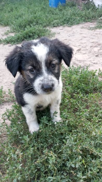 Віддам цуценят безкоштовно