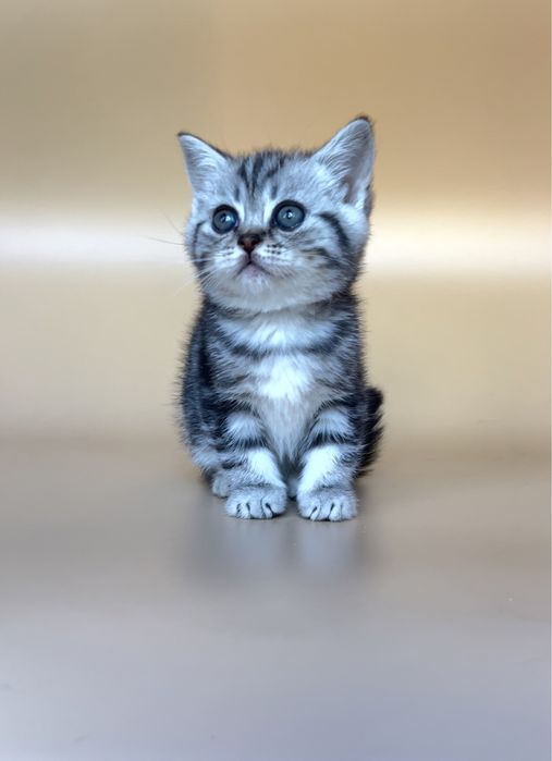 Британские котята. Мальчик и девочка.