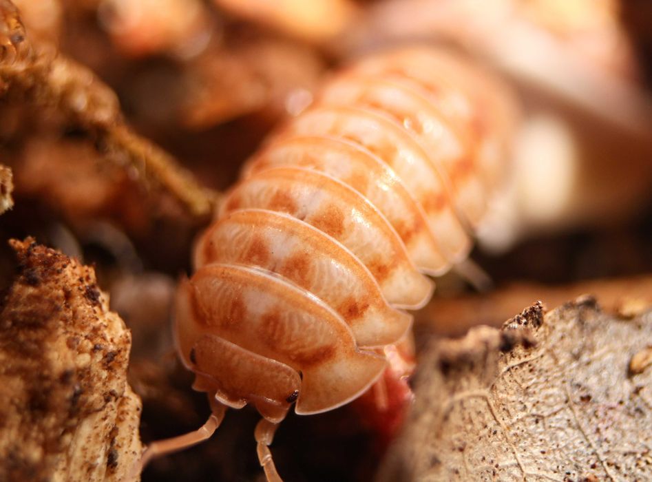 Armadillidium nasatum "peach" kulanki, równonogi, isopoda