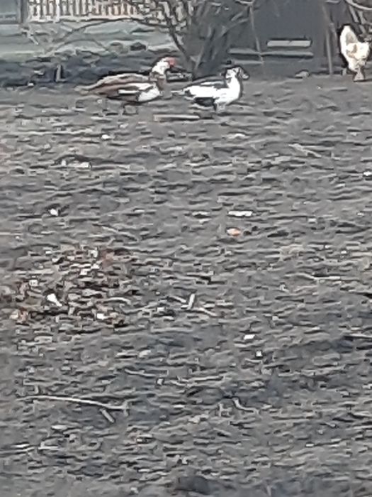 Інкубаційні яйця індокачок