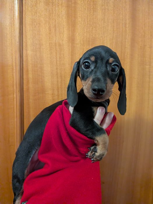 Teckel fêmea com LOP [pedigree]