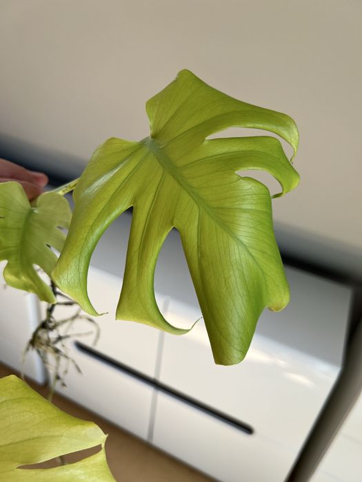 Monstera Lemon Lime