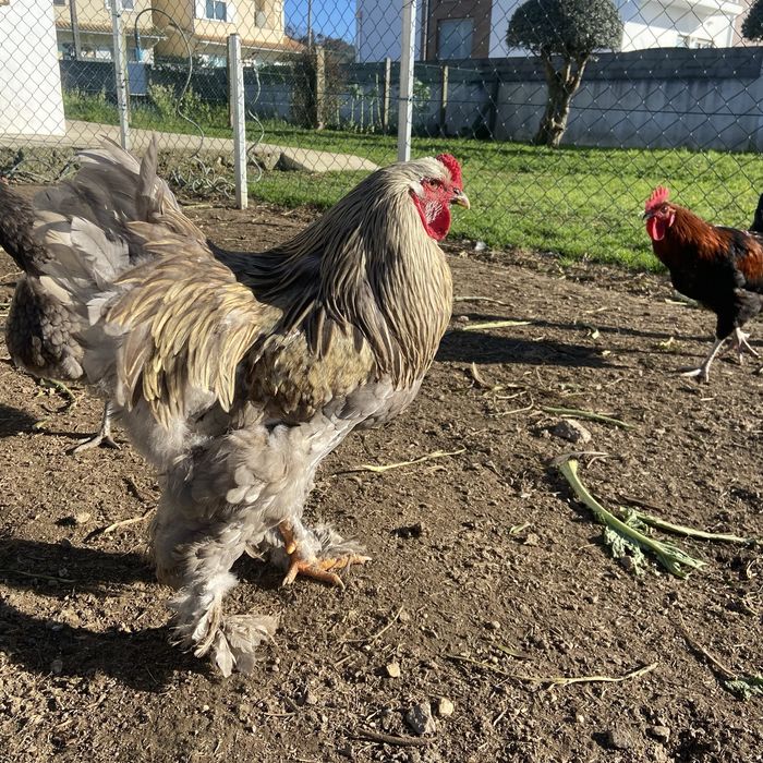 Galos de raça brahma e jersey