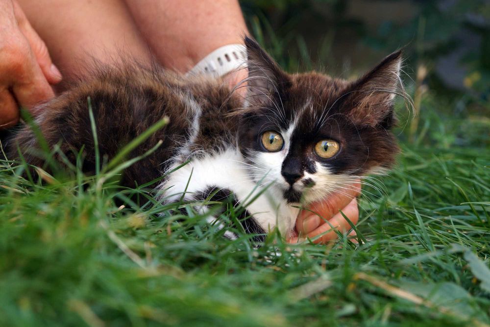 Кошеня хлопчик шукає дім