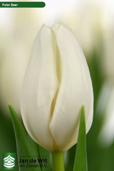 Зріз тюльпана до Міжнародного жіночого дня від вир