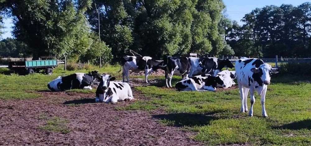 Sprzedam jałówki i krowy mleczne A2A2