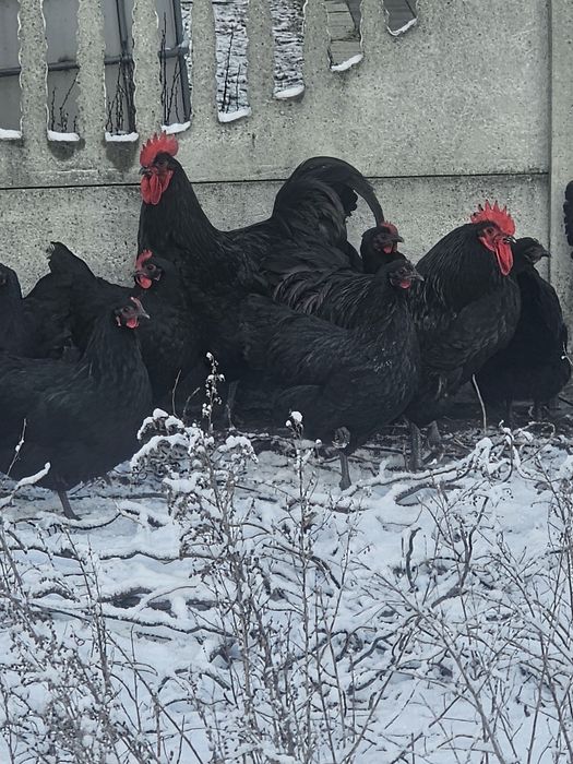 Australorp jajka legowe
