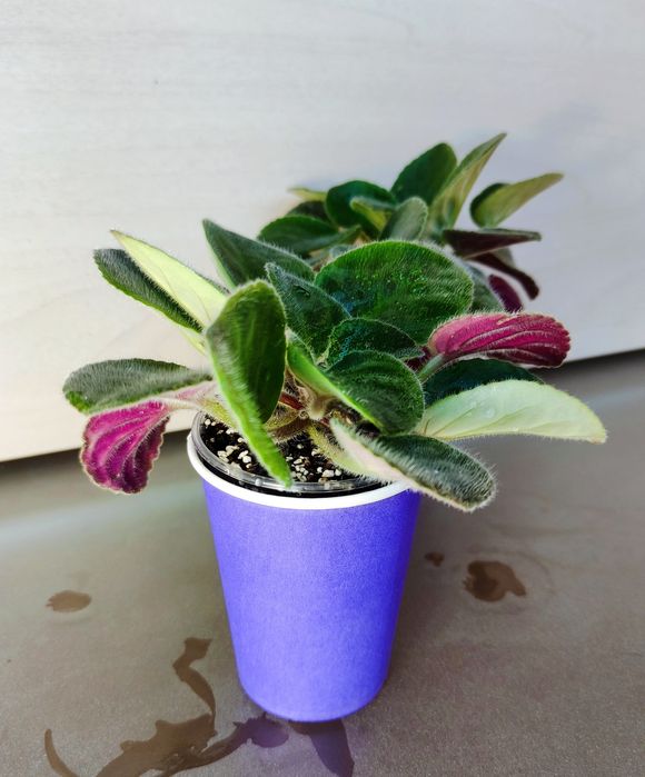 Квітуча фіалка сенполія чернильная фиалка фиолетовая сенполия в горшке