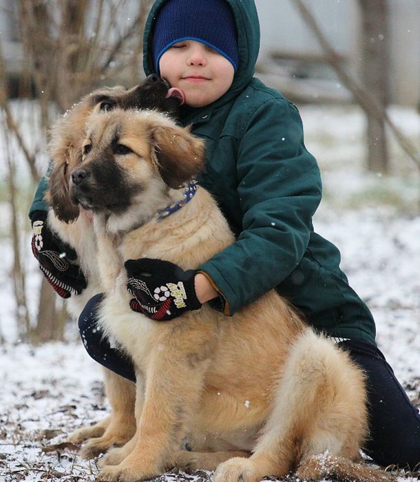 Цуценята  кавказької вівчарки.
