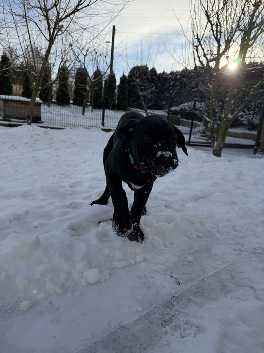 Suczka Cane Corso