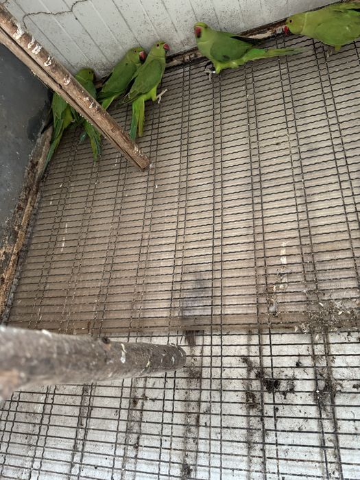 Ring neks verdes de 2024