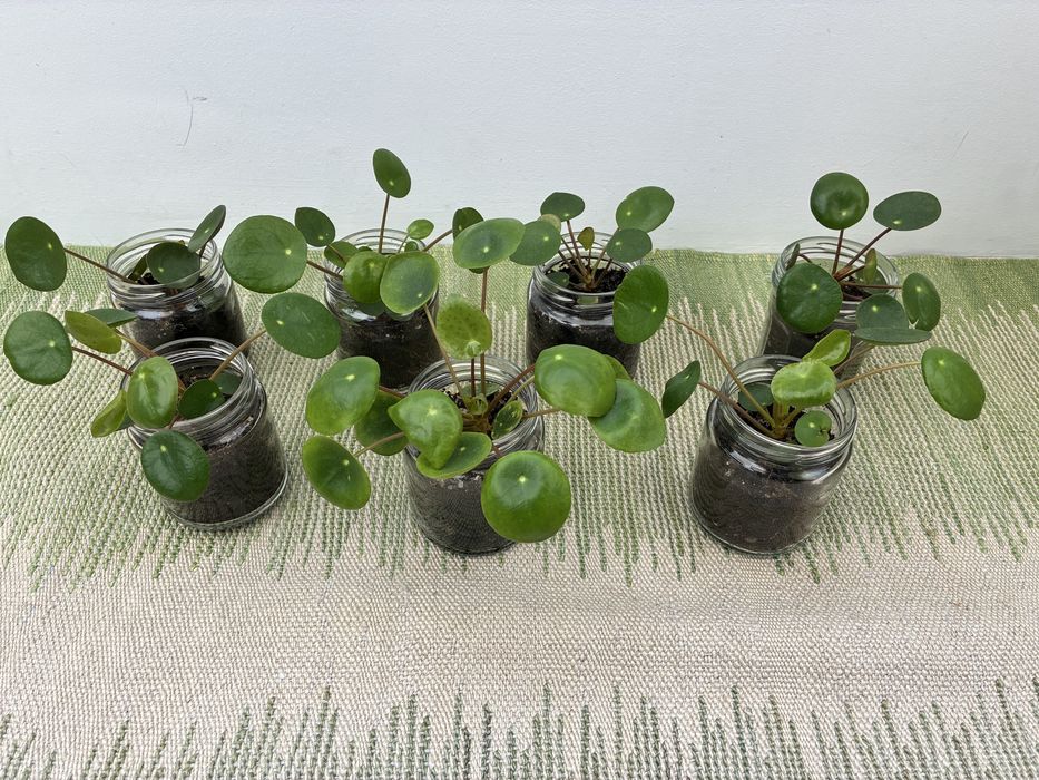 Pilea peperomioides ou Planta Chinesa do Dinheiro