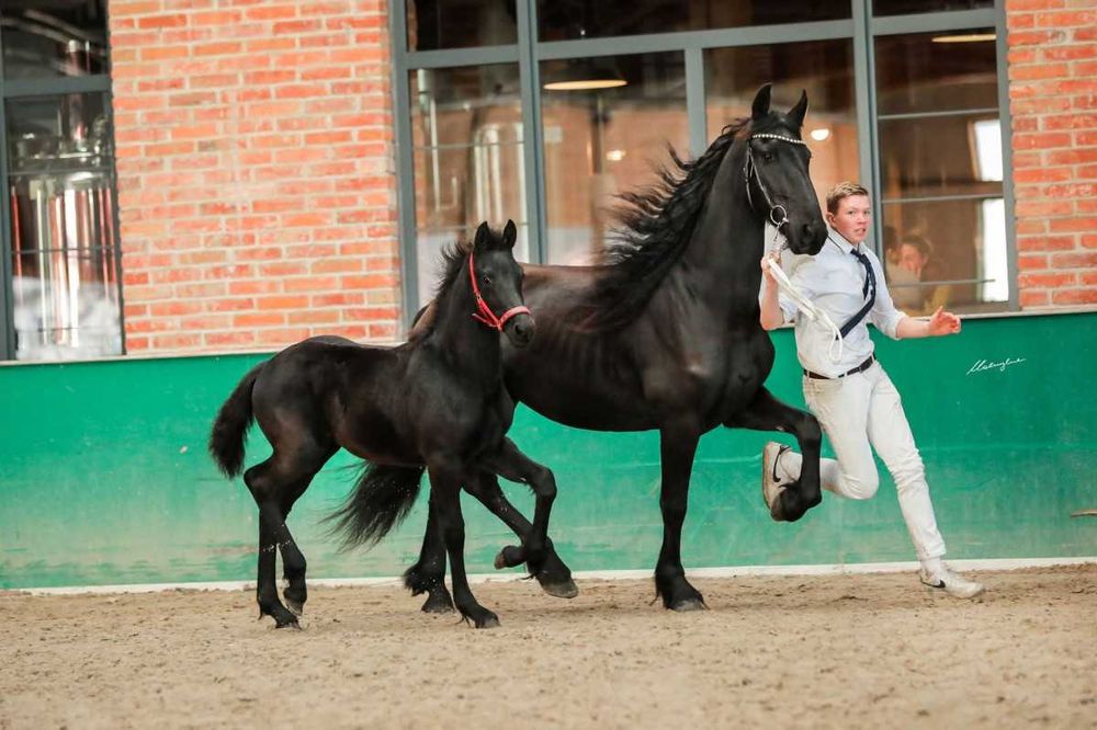 klacz fryzyjska po WIBOUT