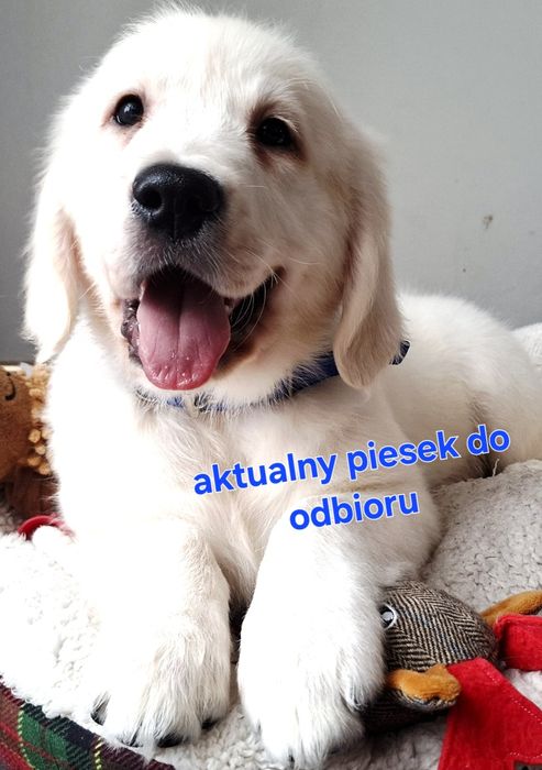 Śliczny piesek !!! Golden Retriever  RODZICE bez DYSPLAZJI  w hodowli