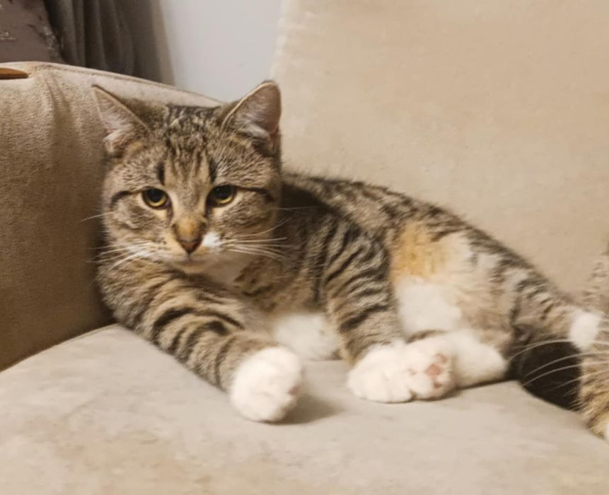 Pszczółka szuka domu !