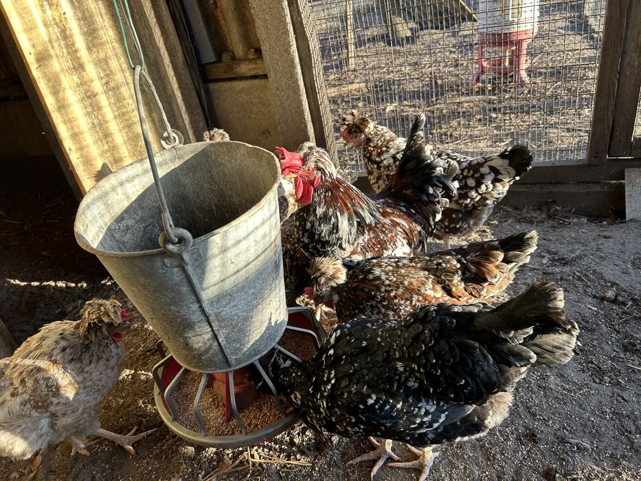 Jaja legowę od Czubatki Staropolskiej i Zielononozki