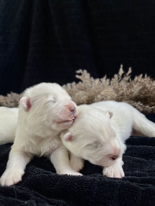 Samoyed, samojed, szczeniak, FCI, ZKwP, Krakow
