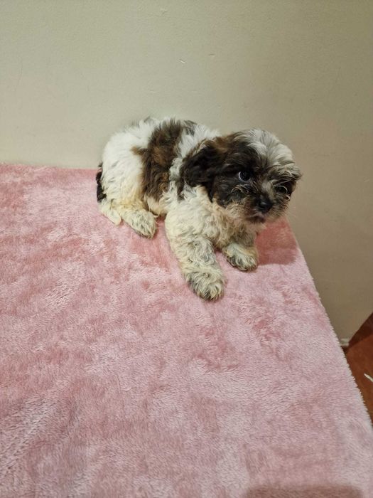 shih Tzu cor rara chocolate de excelência e de porte pequeno