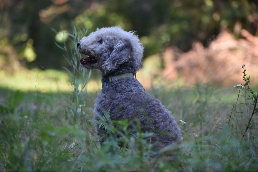 Ультра екслюзив порода бедлингтон тер’єр
