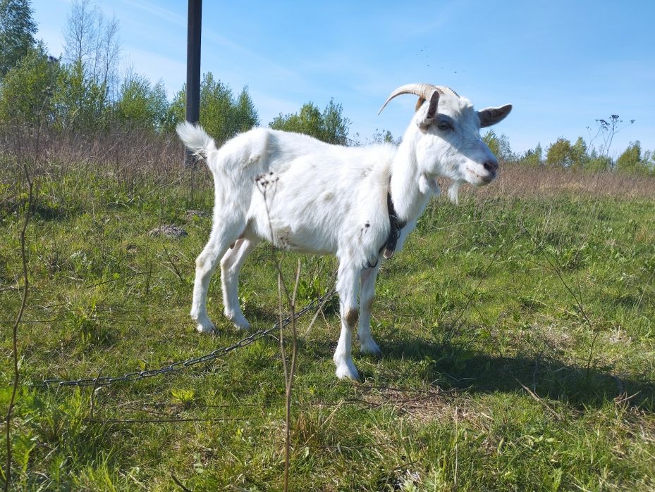Продається дійна коза
