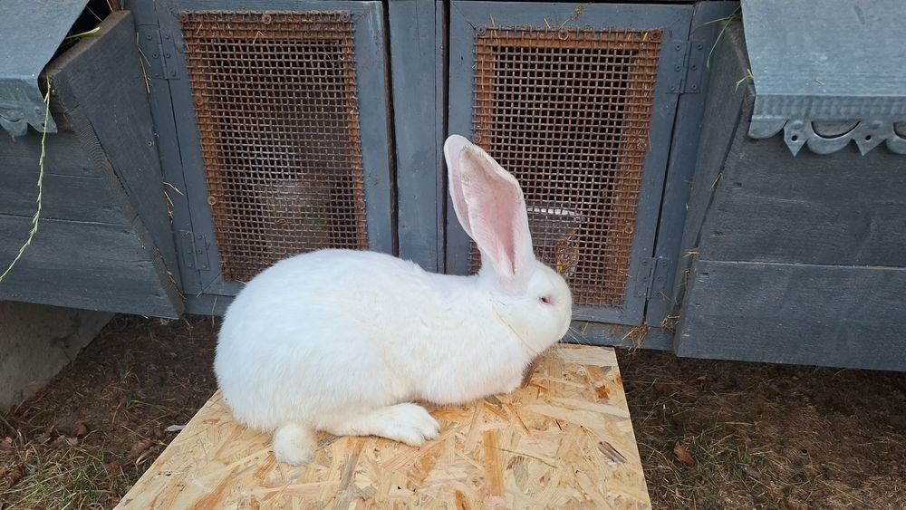 Бельгійський велетень самчик