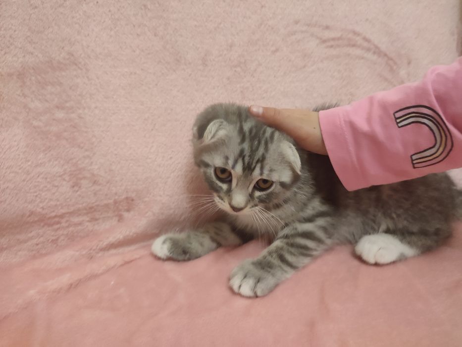 Скотіш фолд, 2міс. хлопчик