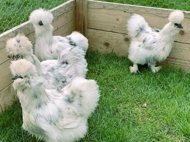 Інкубаційне яйце птиці Китайська шовкова шоколад,білий,спліш,коричнева