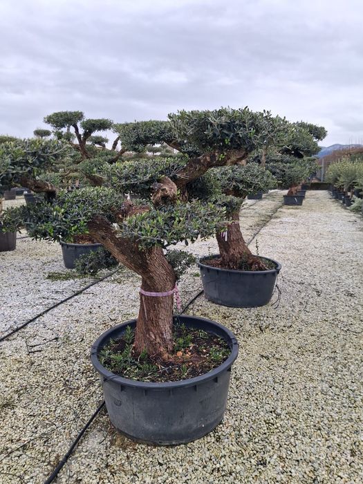 Drzewa oliwne / formy bonsai