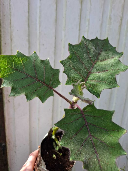 Lulo (Solanum quitoense)