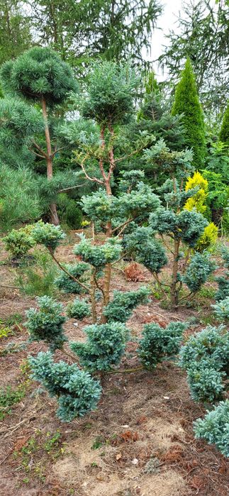 Bonsai cyprysik groszkowy boulevard