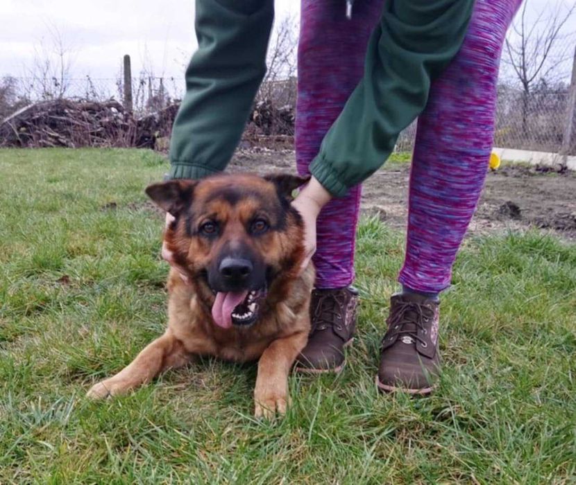 Bibi – młoda, wesoła sunia w typie owczarka do adopcji